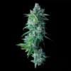 dna genetics 24k gold feminized