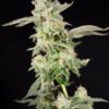 elev8 seeds giscotti feminized