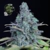 seedsman jack herer feminized