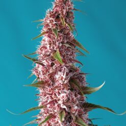 Sweet Seeds - Red Pure CBD [Fem Autoflower]