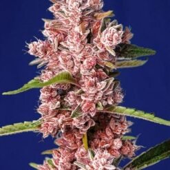 Sweet Seeds - Tropicanna Poison F1 FAST [Feminized]