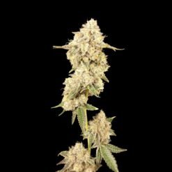 Blue Dreamsicle Seeds Wide