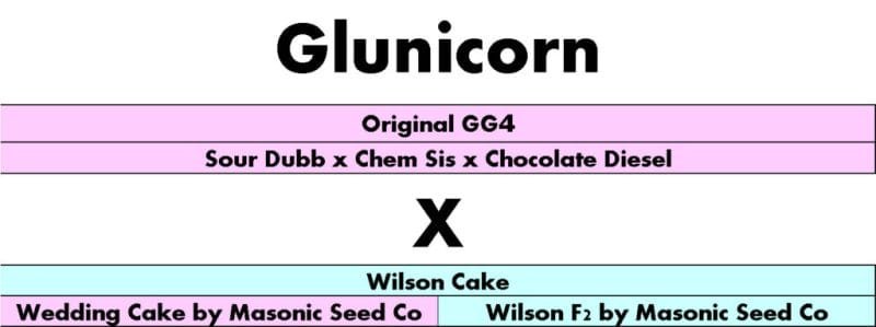 Glunicorn Genetics 1024x383 1