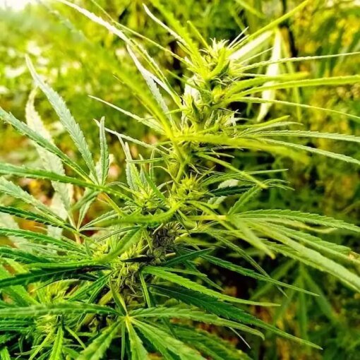 Love Of Landrace - Kwazulu Natal Landrace [Regular]