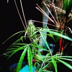 Screenshot 20220522 121255 Instagram