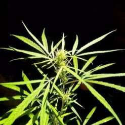 Screenshot 20220522 121317 Instagram