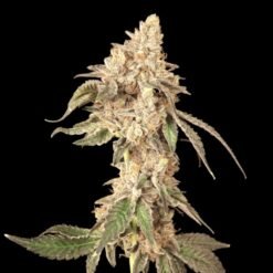 Wedding Cake x Wilson Masonic Seeds Wide