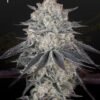 Green House Seed Co. - Full Gas [Feminized]