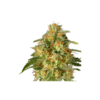 tnt trichome 1