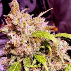Holy Smoke Seeds - Champagne Cake [Feminized]