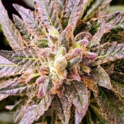 pancake s1 female weed seed holy smoke seeds