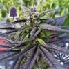 Seedsman - Purple Ghost Candy [Feminized]