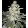 7570 western winds sagarmatha seeds marijuana seeds