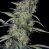 positronicsseeds cumlaude