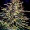 positronicsseeds lemontrip
