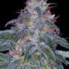 sagarmatha seeds auto black domina feminised autoflowering cannabis seeds