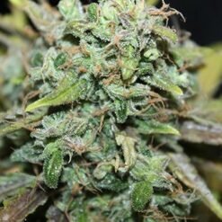 Biltong and Budz Bulk Genetics - Amnesia [Fem Autoflower]