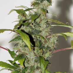 Biltong and Budz Bulk Genetics - Purple Haze [Fem Autoflower]