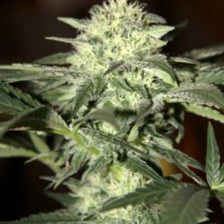 Biltong and Budz Bulk Genetics - White Widow [Fem Autoflower]