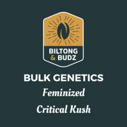 Biltong and Budz Bulk Genetics - Critical Kush [Feminized]