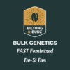 Biltong and Budz Bulk Genetics Do Si Dos FAST Feminized