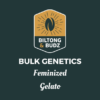 Biltong and Budz Bulk Genetics - Gelato [Feminized]