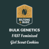 Biltong and Budz Bulk Genetics Girl Scout Cookies FAST Feminized