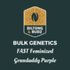 Biltong and Budz Bulk Genetics Grandaddy Purple FAST Feminized