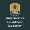 Biltong and Budz Bulk Genetics Kush CBD 301 Fem Autoflower