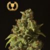 Rollex OG Kush Feminized by The Devils Harvest Seeds 570x566 1