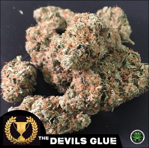 devils glue nugs 570x567 1