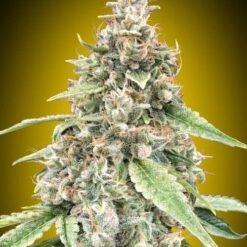 00 Seeds - Lemon OG [Fem Autoflower]