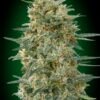 00 Seeds - Gorilla FAST [Feminized]