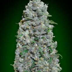 00 Seeds - Afghan Mass XXL [Fem Autoflower]