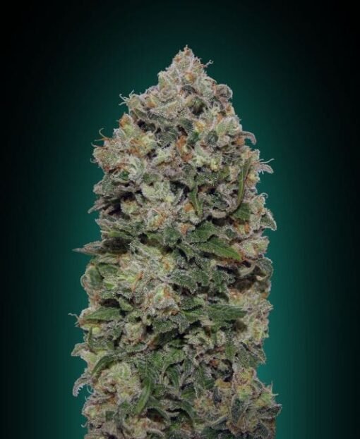 00 Seeds - Northern Lights [Feminized]
