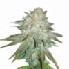Nirvana Seeds - Raspberry Cough [Fem Autoflower]