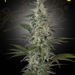 Green House Seed Co. - Hawaiian Snow [Feminized]