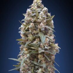 00 Seeds - 00 Kush [Feminized]