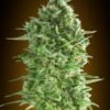 00 Seeds - Do-Si-Dos Cookies [Feminized]