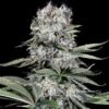 G13 Labs - Runtz 13 [Feminized]