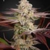 Green House Seed Co. - Chemical Bride [Feminized]