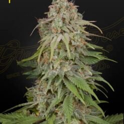 Green House Seed Co. - GH Amnesia [Feminized]