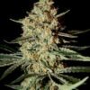 Green House Seed Co. - Himalayan Gold [Feminized]