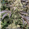 Exotic Genetix Truffletini