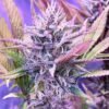oni seeds Sour Trop bx1