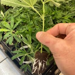 1c514198 bcc4 4902 8a57 b7ed87325bf9