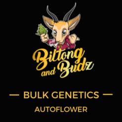 Biltong and Budz Bulk Genetics - Cream Caramel [Fem Autoflower]