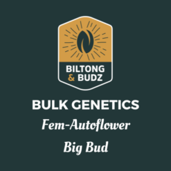 Biltong and Budz Bulk Genetics - Big Bud [Fem Autoflower]