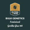 Biltong and Budz Bulk Genetics - Gorilla Glue #4 [Feminized]