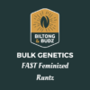Biltong and Budz Bulk Genetics - Runtz FAST [Feminized]